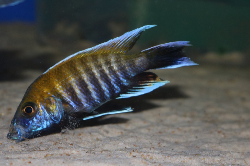 Aulonocara jacobfreibergi 'Makokola Reef'